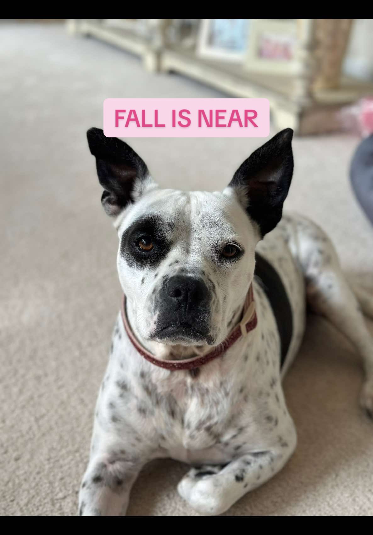 When her super glue drool starts picking up leaves I know fall is near 