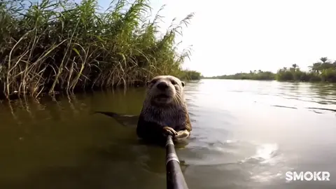 الجو بل بصره يشوي شوي 😂😂😂 ##ail #lraq #fyp #foryoupage #الذكاء_الاصطناعي #العراق #بلاد_الرافدين #الشعب_الصيني_ماله_حل😂😂 #العراق🇮🇶❤️ #مشاهدات #اكسبلورexplore #تحشيش_عراقي_للضحك😂😂😂😂😂 