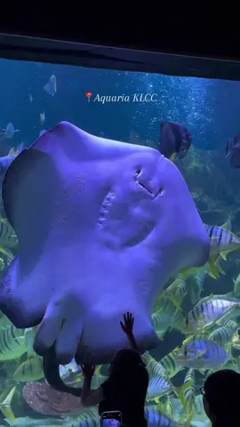 somehow, watching them float made my life better #aquariaklcc #aquariadate #aquaria 