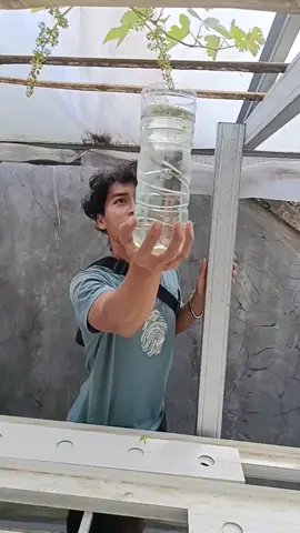 celup celup bunga anggur..🍇🍇 #anggur #petanianggur #petanimuda #petaniindonesia🇮🇩🇮🇩🇮🇩🌿🌿 #kebunanggur #anggurimport #fyp #foryoupage #fypage #fyppppppppppppppppppppppp #fypシ゚ 