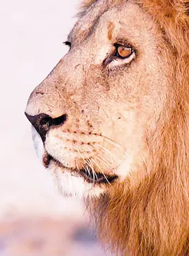 Part 3#fyp #lion #wildlife #animalsworld #foryoupage 