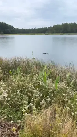 Perfect aim 😅 #fishing #idk #funny #gator #fl #fyp #fyppppppppppppppppppppppp 
