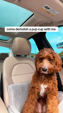 what’s your favorite dessert? 😋  #dogsoftiktok #dogtok #goldendoodlelife #minidoodle #goldendoodle #liloandstitch 