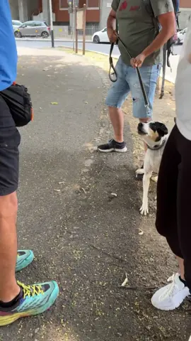 Ti ha morso e vuole mordere tutti? Non è normale ed ignorare il suo comportamento non ti aiuta a renderlo educato ed equilibrato. Viziarlo non vuol dire amarlo e dire che è un cane di merda solo perché non lo sai gestire non risolverà la situazione. Trattarlo come un bambino invece che un cane non fa altro che peggiorare la sua vita anche se non morde… Umanizzarlo non lo farò sentire amato, sereno ed educato. E’ ora di smetterla di snaturare i cani solo per egoismo. L’unica cosa che risolverà la situazione si chiama educazione del proprietario che poi educherà il cane. S vuoi la soluzione ai tuoi problemi clicca qui sotto.Ti ha morso e vuole mordere tutti? Non è normale ed ignorare il suo comportamento non ti aiuta a renderlo educato ed equilibrato. Viziarlo non vuol dire amarlo e dire che è un cane di merda solo perché non lo sai gestire non risolverà la situazione. Trattarlo come un bambino invece che un cane non fa altro che peggiorare la sua vita anche se non morde… Umanizzarlo non lo farò sentire amato, sereno ed educato. E’ ora di smetterla di snaturare i cani solo per egoismo. L’unica cosa che risolverà la situazione si chiama educazione del proprietario che poi educherà il cane. S vuoi la soluzione ai tuoi problemi visita il link qui sotto https://empathydog.com/dog-trainer-academy-2025/ #dogtrainer #DogTraining #dogcoach #educazionecinofila #consigli #canieducati #canedacaccia #perte