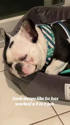 Tank could care less besides he needs his beauty sleep  Tank Tuesday #TankTuesday  #dogs #Frenchies #frenchiesoftiktok #frenchie 
