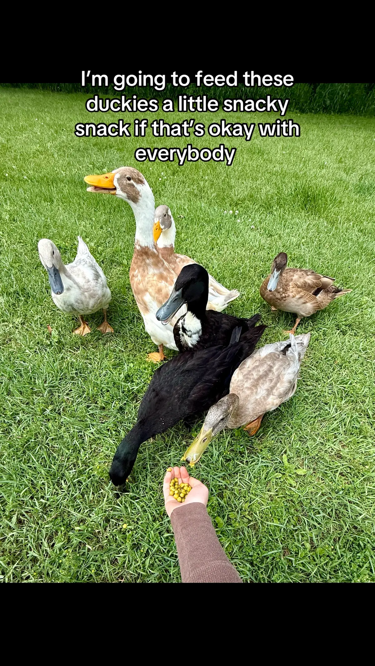 They are HUUUUUNGRY and yelling at me for a snack, I’ve got to yall 😭 #TikTokTrends #trendingaudio #ducktok #ducklovers #foryou #countryliving #audlymade 