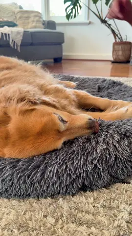 My greatest pleasure is annoying him for once… #Shapermint #SummerDresses #ShapewearGoals #TiktokDogs 