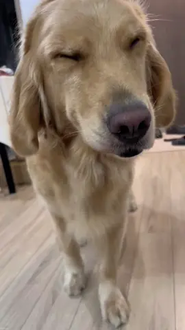 #dog #dogcute #dogfunny #doglover #goldenretriever #goldenretrieverpuppy #goldenretrieverlife #goldenretrieversoftiktok #dogsoftiktok #fy 