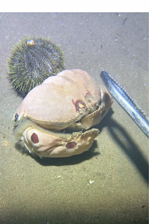 My poor crab 😭#fishing #seafood #diving #fish #fyp #sea #gotosea 