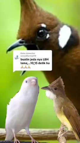 Membalas @suryadharma218 done om. #masteran #masteranburung #master #kicaumania #burung #kenari #cililin 