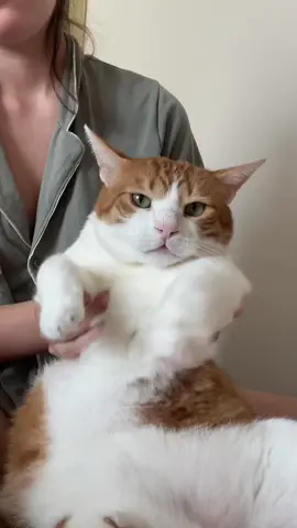 #рекомендации #кошка #cats #животные 