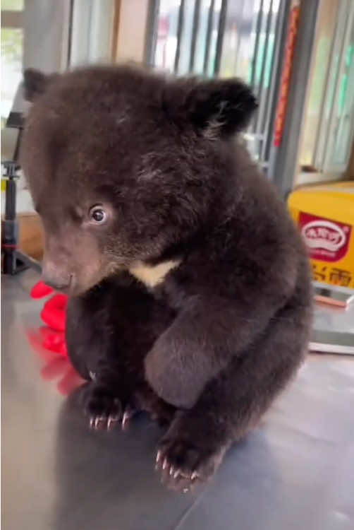 Cute bear 🐻 #funnyvideos #happy #cute #animal #bear 