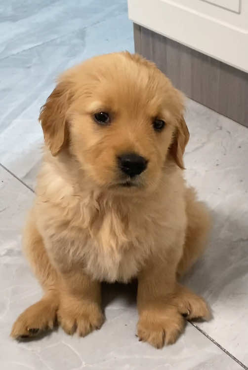Golden Retriever.#animals #🥰🥰🥰 #dog #happydog #dogsoftiktok #funnyvideos #funnyvideos #cutedogs 