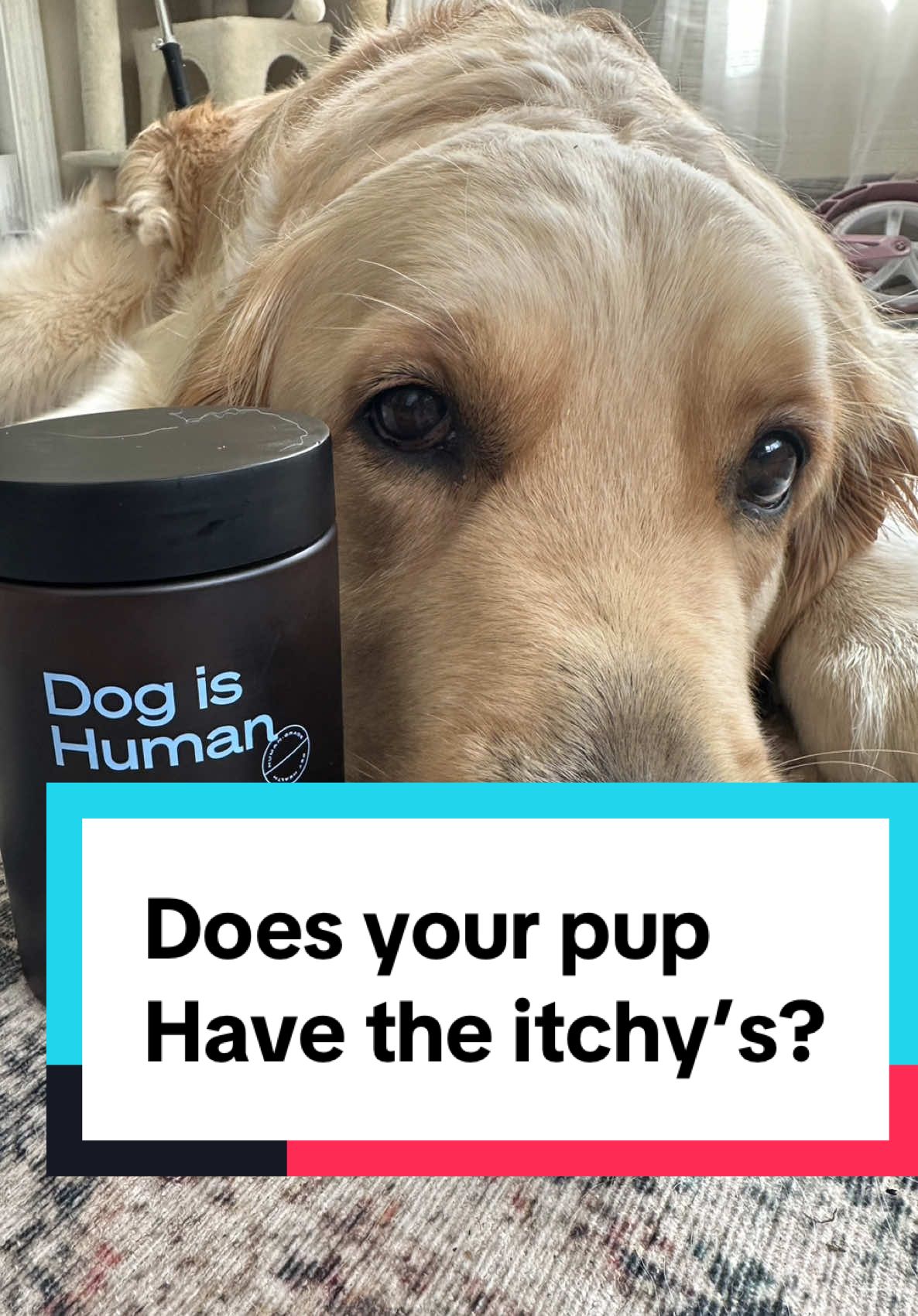 Tala thinks it's a treat... little does she know it's packed with all the good stuff to help her from the inside out!  Follow along as we start our journey with @Dog is Human multivitamins! We are hoping her extra paw licking,biting & scratching will become a thing of the past! 🐕🐾😋 ✅IF THIS IS SOMETHING you pup is dealing with stick around for our full review in a month!  #DoglsHuman #DogVitamins #HealthyDogHappyDog #GoldenRetriever  #dogtok  #dogallergies #doghealth 