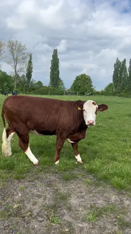 Cute cow 🐄 #happy #funnyvideos #catu #cow #
