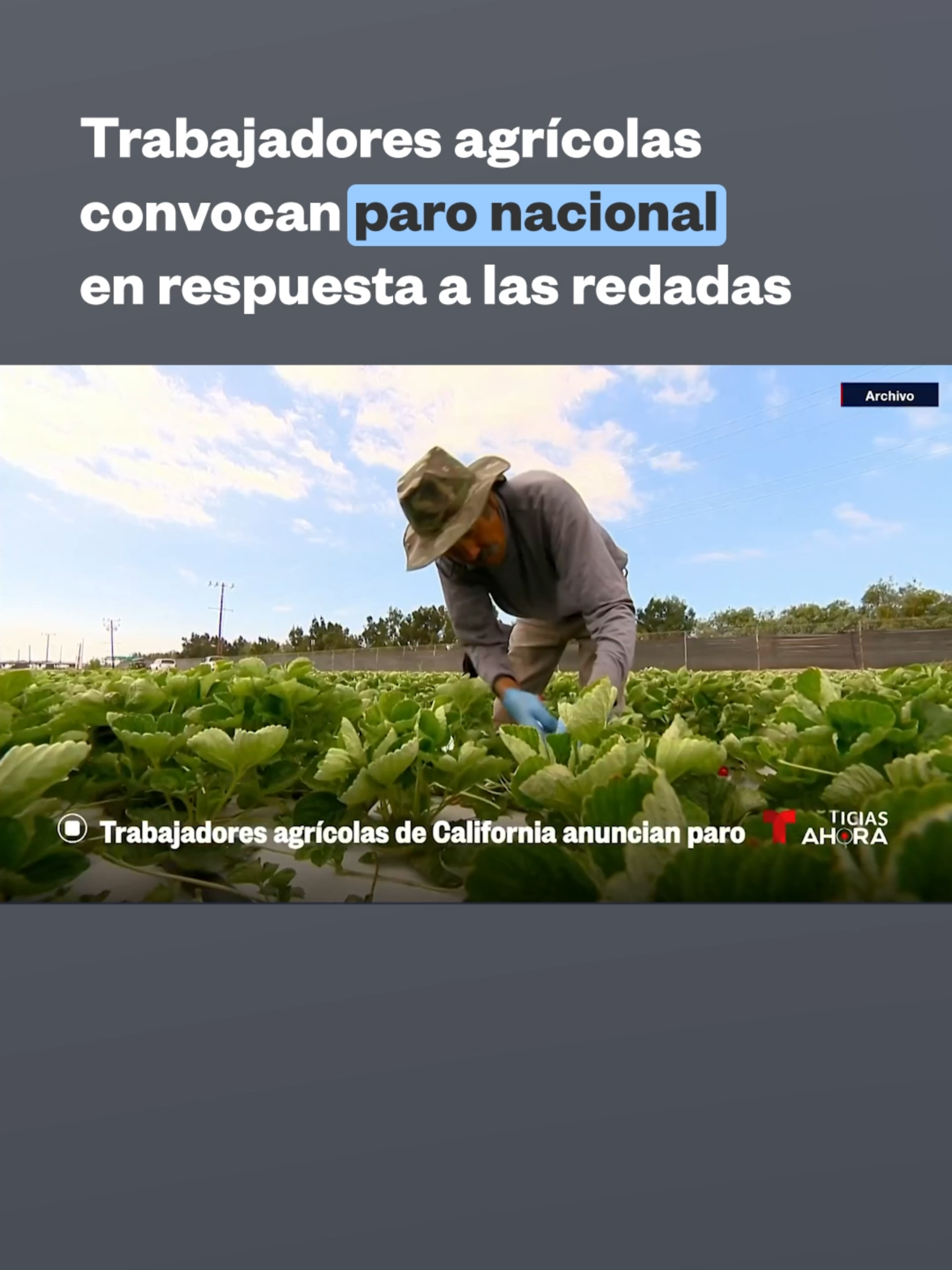 📌 Algunos grupos de trabajadores del campo en #California convocaron este lunes a una #huelga para pedir que se detengan las redadas y que se promueva una reforma migratoria para trabajadores esenciales. Prevén que el paro corra entre el 16 y 18 de julio. La convocatoria se da después de que una redada del Servicio de Inmigración y Aduanas (#ICE) en #Camarillo desembocó la semana pasada en la muerte de Jaime Alanís, un hombre latino que cayó del techo de un invernadero. El paro en California está siendo apodado “Huelga para la dignidad”. Sus organizadores dicen que su plan es lograr que el movimiento de protesta crezca a nivel nacional