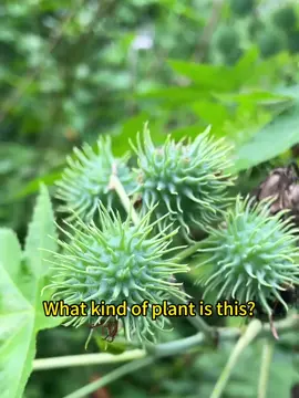 #popular #plants 