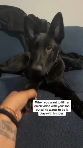 Dog Mom Life #IllegalTrend #PinkPantheress #TikTokTrend #FYP #ForYou #dogtok #belgianmalinois #dogmomlife #dogmom 