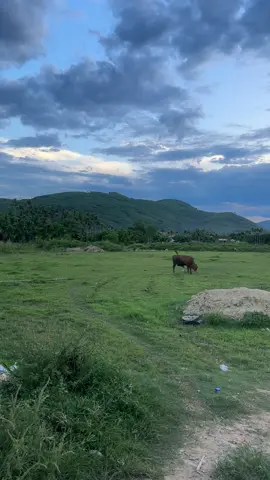 Cảnh quê bạn mình bình yên quá #chonquethanhbinh #canhqueyenbinh #noichonbinhyen #quangngai76 #nghiahanh 