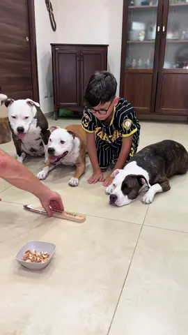 Kira ci mette la zampa e……..🐾 #kirafamily #dog #dogtok #dogtiktok #dogfood 