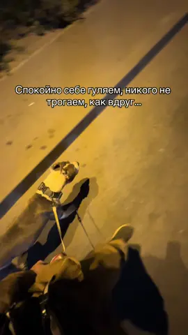 Полетели… #HardyVibesOnly #американскийстаффордширскийтерьер #амстафф #амстаффтерьер 