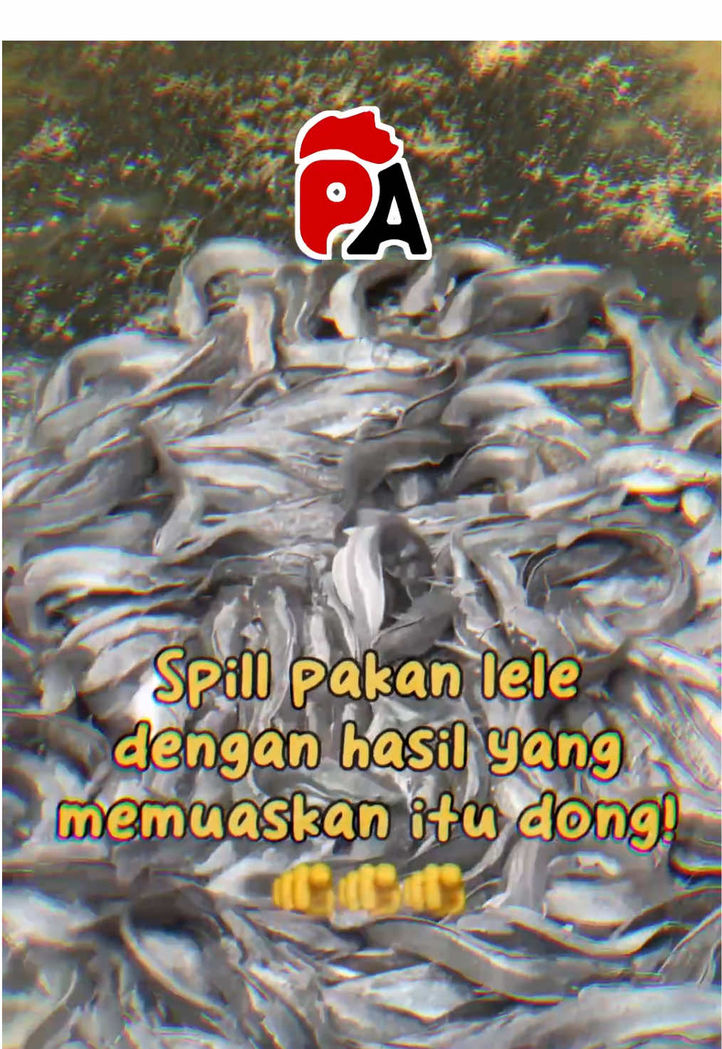 Pakai Havindo Lele, maksimalkan hasil panenmu!👋 💥 Lele tumbuh sehat, pakan nggak mubazir, panen mantap!!! 🐟🔥 📦 Pakan ready 📍 Jl. Pupus No. 1, Adikarso – Kebumen 📲 Tanya-tanya bisa chat nomor di bio aja boss😎👋 #purnamaajipoultry #poultrykebumen #havindolele #havindopakanoptima #havindo #kebumen24jam  