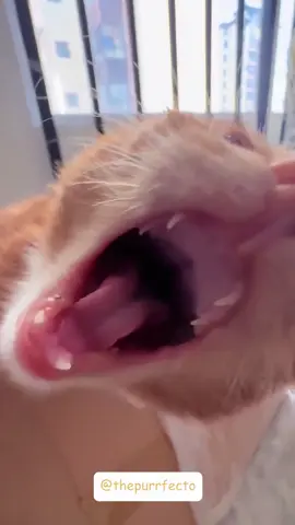 #cats #cat #fyp #pov #catlovers #funnycat #funnycats #catlover 