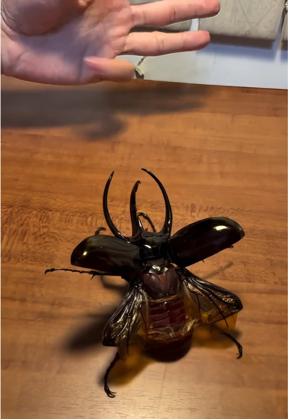 I’m terrified and fascinated at the same time 🪲🤯 With @tch_beetle  #fyp #foryou #beetle #insects  #nature 