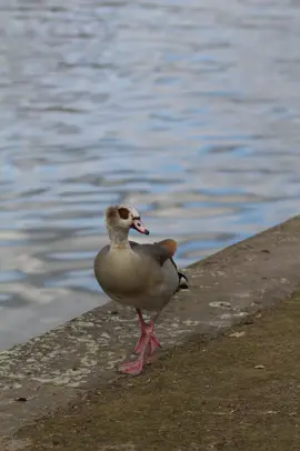 “A duck in Frankfurt” #DuckLife #DucksOfInstagram #BirdWatching #Waterfowl #FeatheredFriends #WildlifeMoments #CuteDuck #UrbanWildlife #Frankfurt #FrankfurtGermany #FrankfurtCity #VisitFrankfurt #FrankfurtNature #FrankfurtViews #FrankfurtVibes #NaturePhotography #BirdPhotography #WildlifePhotography #AnimalsOfInstagram #PhotographyLovers #NatureLovers #scenicviews  