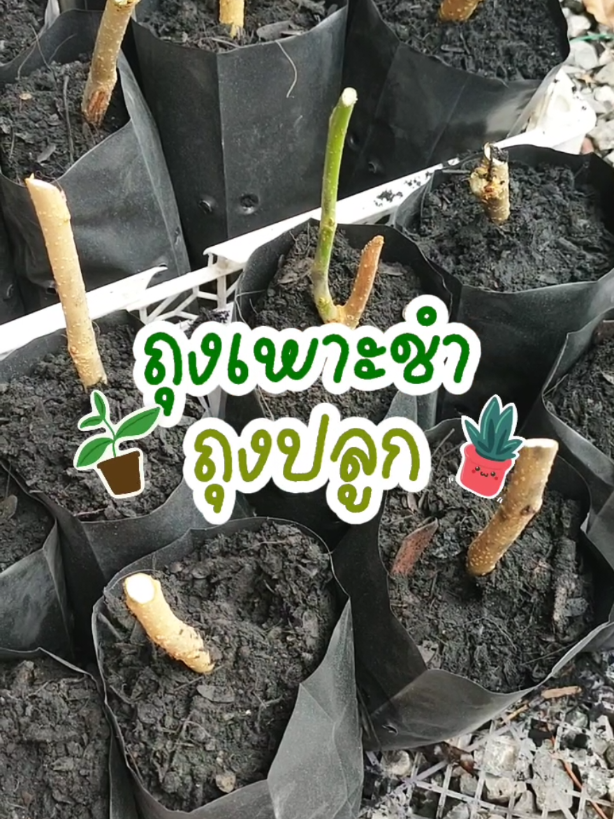 #ถุงเพาะชําต้นไม้ #ถุงเพาะปลูก #ถุงดํา #ถุงเพาะชํา 