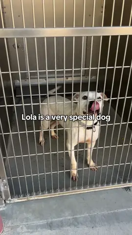 Lola has spent a third of her time at the shelter on an ID hold for a microchip. They never came back, and now she has less time to find her new family. The shelter is at double their capacity, and every single animal is urgent. We need to find her forever family, and soon. A5711271 LANCASTER ANIMAL CARE CENTER; 5210 West Avenue I, Lancaster, CA 93536 • Public Hours 11am-5pm Monday thru Saturday (closed Sunday) Website: animalcare.lacounty.gov #animalshelter #lacounty #cleartheshelters #shelterdog #lancasteranimalcarecenter #animalsheltervolunteer #foryoupage #fyp 