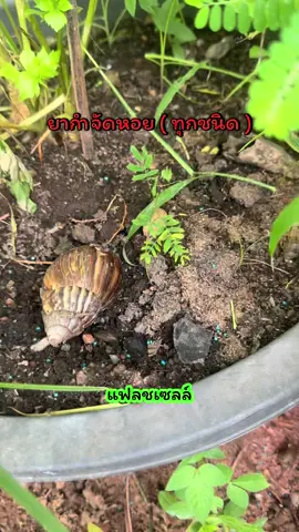 ยากำจัดหอย #ยากำจัดหอย #หอยในนาข้าว #กําจัดหอยในแปลงผัก #เทรนด์วันนี้ #ซ็อปมันวันเงินเดือนออก  @โบว์  @โบว์  @โบว์ 