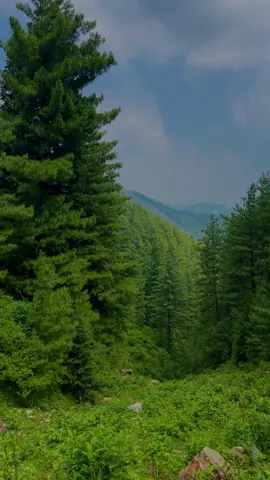 Tirah valley Maidan Nice view ⛰️🌸        #tirahvalley #explore #foryoupage #typ #naturevibes #mountains #viralvideo #adventure #shahab_afridi313 