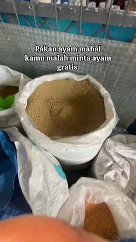 Intinya mengerti ki saja sodara 🙏🤣#ayamiport #ayamplipinimport #ayamplipin🇸🇽 