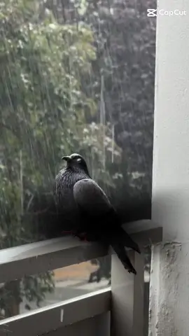 #anxietyrelief #goodvibes #dlaciebie #goviral #fypdong #tiktokfamous #feutureme #dúo #fyp #quran_alkarim #GreenScreenScan #greenscreenvideo #greenscreensticker #islamic_video #allahuakbar #educationalpurposes #tik_tok 