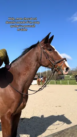 Il n’a pas de bouchon c’est autre chose #horse #partager #help #cavalier #pourtoii #cheval 