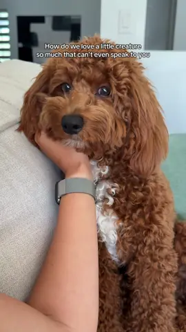 I am just cryingggg I love him so freaking much #goldendoodle #goldendoodlemom #goldendoodleoftiktok #goldendoodlemommy #goldendoodlelife 