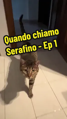 Non resiste alla mia voce da pirla 😂😂