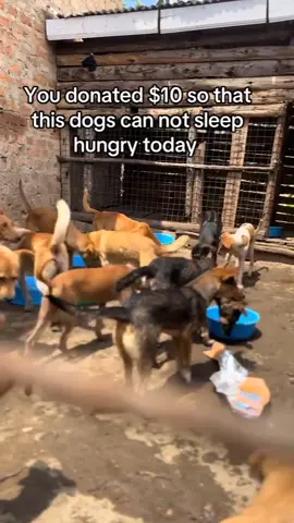 Please consider donating to help these dogs so that they don’t sleep hungry  #hanningtondogsshelter #Usa #fypporyoupage #animallover #goviral #help #dogsoftiktok 