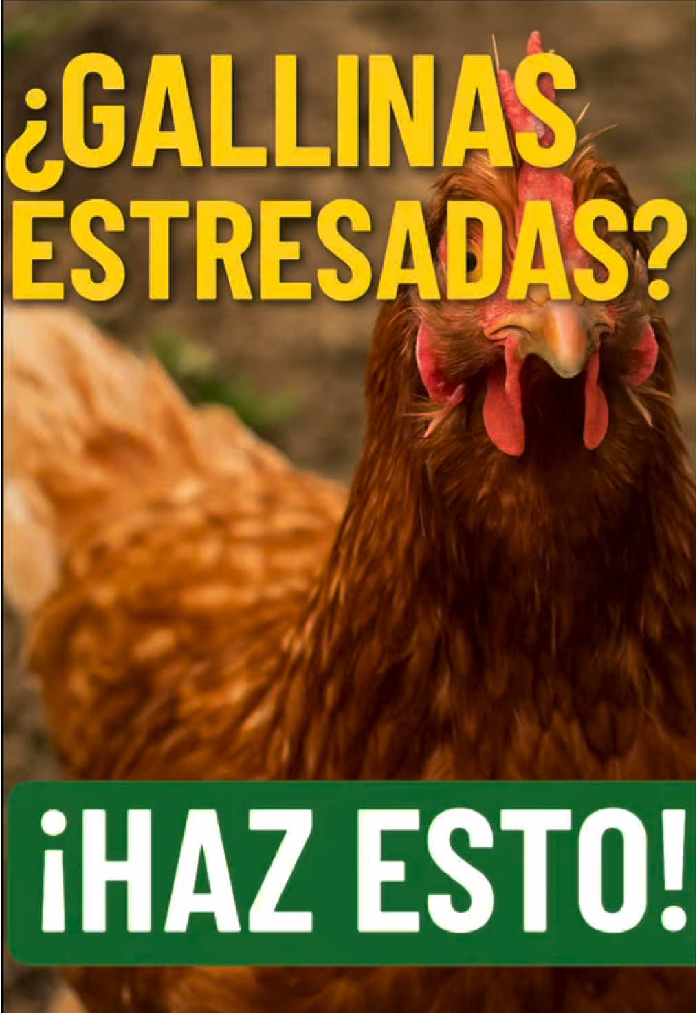 TUS GALLINAS ESTÁN ESTRENADAS? HAZ ESTO YA!!! #gallinasponedoras #gallinas #viraltiktok #gallinero #consejos 