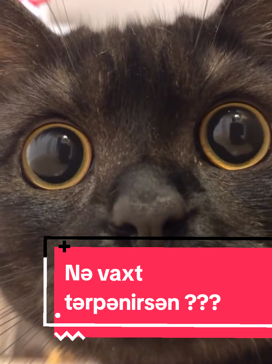 Nə Vaxt Tərpənirsən ?😼  #harunlive #harunmemmedov #tiktokazerbaycan #azerbaijan #dublaj #evlilik 