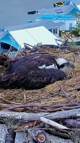 When a gusty wind yeets Mom Osprey away, but she’s still trying to shield her chicks! 🦅💨 #OspreyMomStruggles #NestLife #birdsofprey #osprey #windyday 