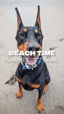 Final day at Fort Stevens for clamming but it’s sheer delight, sea air, and non-stop zoomies so Bruce was thrilled, he was in his own world. The beach isn’t just a spot…it’s Bruce’s ultimate happy place. #bruceofrubydoobydo #brucethedoberman #doberman #dobermann #rubydooby_do #dogsofinstagram #showdogs