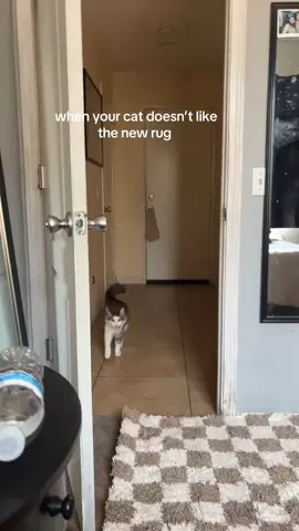 he refuses to step on it LMAO #cat #cats #catsoftiktok #fyp #fypシ 