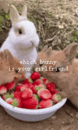 comment which bunny ur gf is #iloveyou #loveyou #ily #bunny #ilovebunnies #bunnycore #cutecore #ilovemybf #ilovemyboyfriend #ilovemyboy #ilovemygf #ilovemygirlfriend #gf #bf #Love #targetaudience #girlblogger 