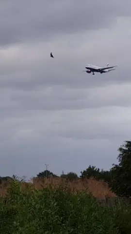 British Airways Landing Heathrow Airport #aviation #aviationlovers #fypppppppppppppp #planespotting #fyp #foryoupage❤️❤️ #capcut_edit 