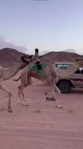 ماشاءلله🤎#اكسبلووووورررر #افلح_من_ذكر_الله_وصلى_ع_النبي #هجن_الشمال #تيك_توك #دحيه_طرب_هجبني #ماراثون 