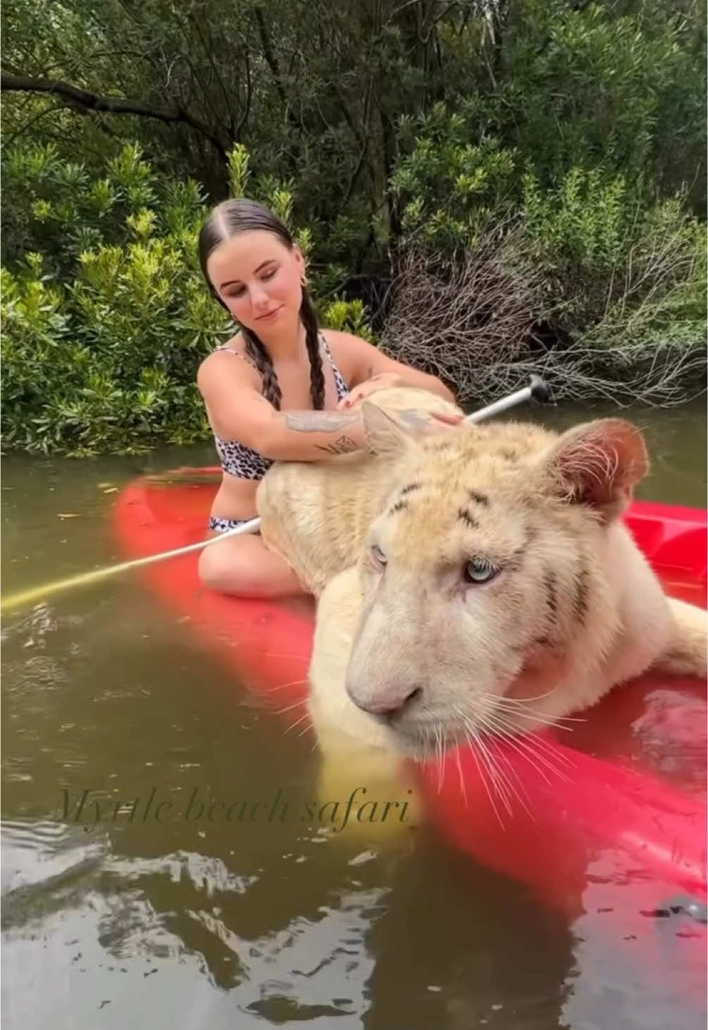 Aura farming: tiger edition 🐅🚣‍♀️ • • • #tiger #aura #aurafarming #indonesianboatracing #savethetigersavetheworld #notpets #conservation #tigers #exoticanimals #bigcats #riolilly #myrtlebeach #myrtlebeachsafari #conservationist #peaceandlove #bengaltiger #tigerlover #youngblackandrich #animals #animalsaddict #royalwhitetiger #whitetiger 