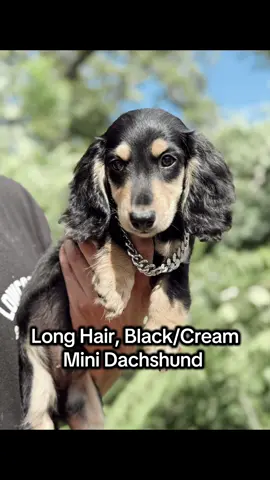 The cutest #minidachshund are right here at TTMD 🐾  This beautiful long hair black/cream boy is ready to find his family!  Message us on Instagram for more information! Link in our BIO 🖤