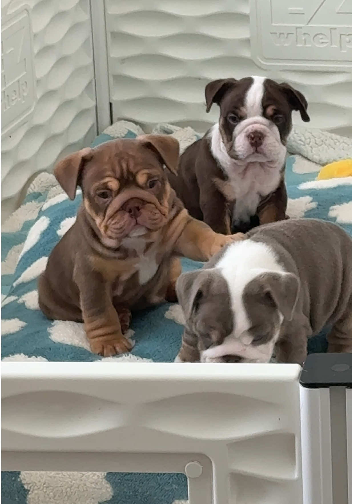 Why do they look so big 🥹